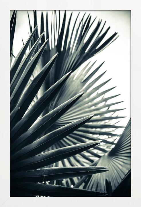 Immagine prodotto Juniqe Ombra della palma 2 (60 x 90 cm)