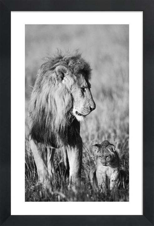 Image du produit Juniqe Lion Teaching His Cub (60 x 90 cm)
