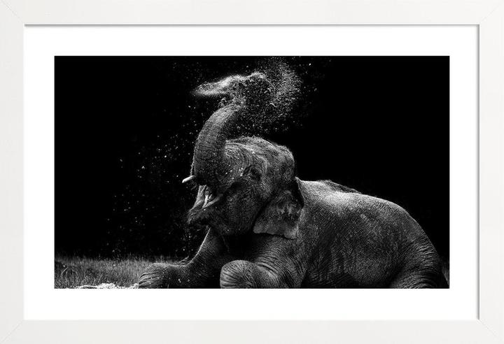 Produktbild Juniqe Frolicking Elephant (60 x 90 cm)