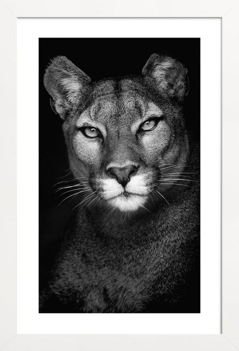 Actual product image Juniqe Lioness (60 x 90 cm)