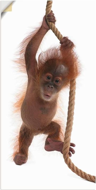 Produktbild Artland Baby Orang Utan hängt am Seil I T5RI (20 x 40 cm)