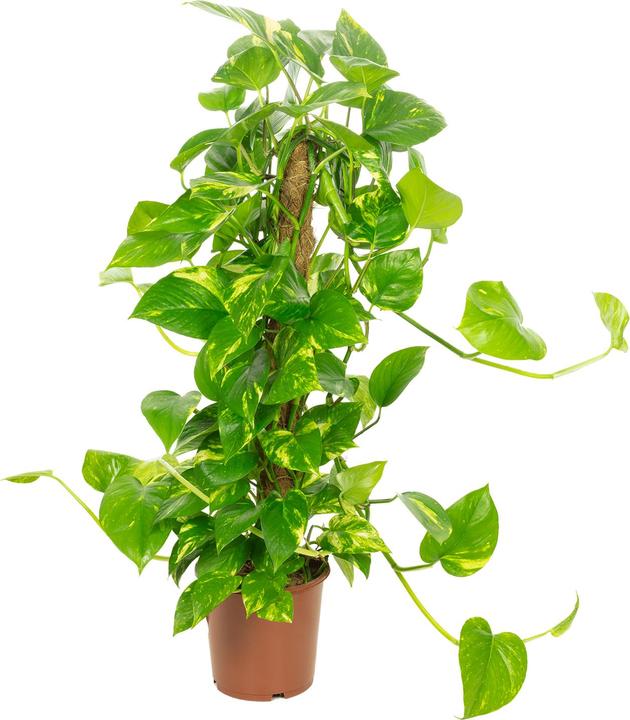Immagine prodotto Flowerbox Efeutute am Moosstab - Epipremnum aureum