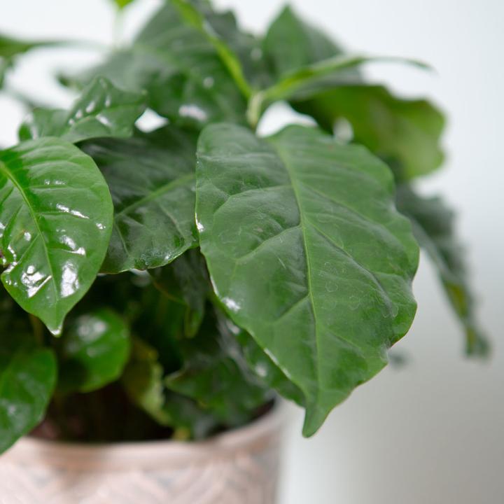 Image du produit VEG and the City Afra (caféier Coffea) (30 cm)
