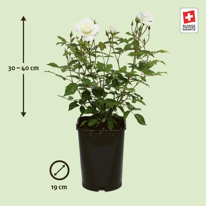 Produktbild Zulauf Strauchrose / Rosa (STR) 'Schneewittchen'® (40 cm)