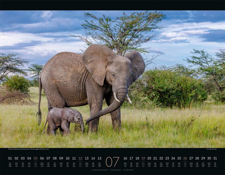 Produktbild Wildes Afrika Kalender 2026 (54 x 42 cm, Harter Einband, Englisch, Französisch, Deutsch)