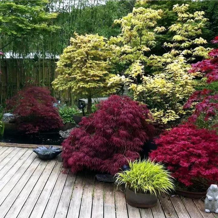 Immagine prodotto Plant in a Box Acer palmatum 'Atropurpureum', 'Beni Maiko', 'Orange Dream' - miscela di 3 aceri (70 cm)