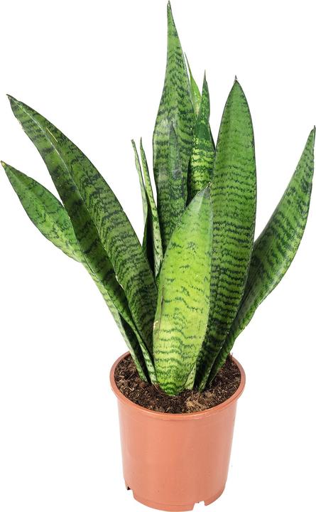 Actual product image Flowerbox Curved hemp - Sansevieria zeylanica (45 cm)