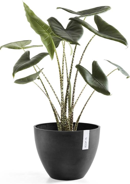 Image du produit Ecopots Anvers (50 cm)