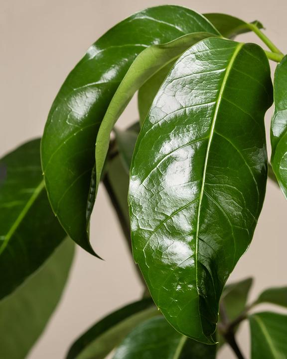 Immagine prodotto feey Schefflera amate (105 cm, Appena rinvasata)