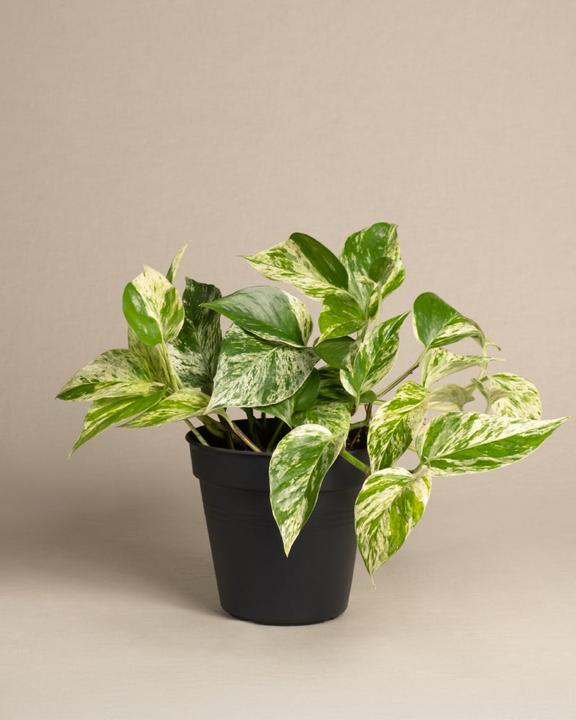 Produktbild feey Grosse Efeutute Marble Queen (35 cm, Frisch umgetopft)