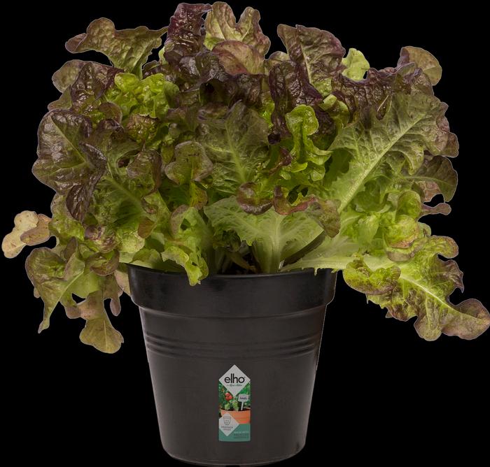 Produktbild Elho Pflanzgefäss (11 cm)