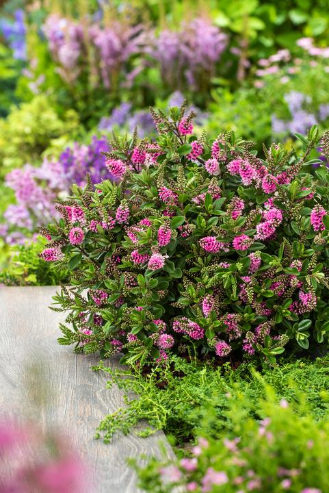 Produktbild Plant in a Box Hebe All Blooms 'Samona' - (30 cm)