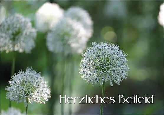 Produktbild Edition Gollong Doppelkarte. Herzliches Beileid (Blte)