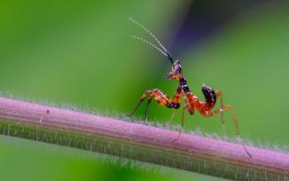 Actual product image Venus Optic Fixed focal length 100 mm F2.8 2x Ultra Macro APO (Pentax K, full size)