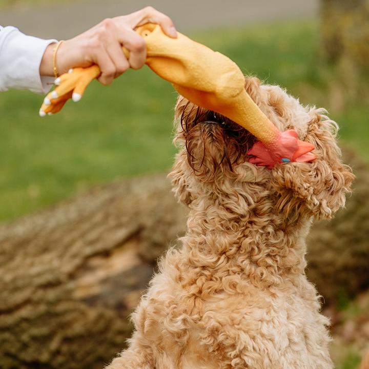 Actual product image Nobby Latex chicken (Tug toy dog)