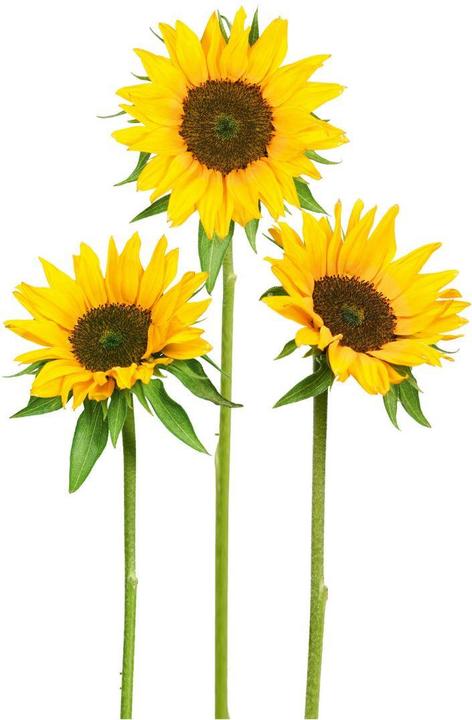 Actual product image Trenddeko sunflowers (30 x 44 cm)