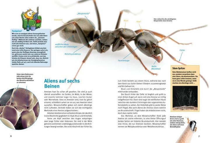 Actual product image Entdecke die Ameisen (German, Ralf Klinger, 2023)