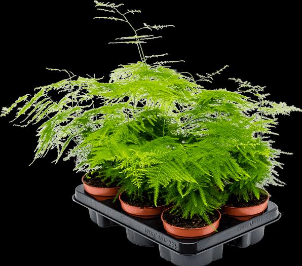 Image du produit Mahaloplants Zierspargel (35 cm, Fraîchement rempotés)