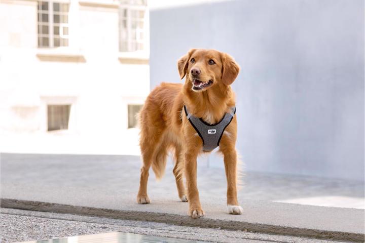 Produktbild Curli Geschirr Merino (XXS, Hund, Allgemein)
