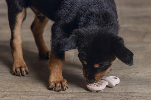Image du produit Beeztees Jouet pour chien : sucette dentaire pour chiot (Jouet à mâcher pour chien)