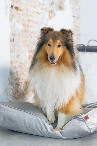 Produktbild Designed by Lotte Nalino (Hund)