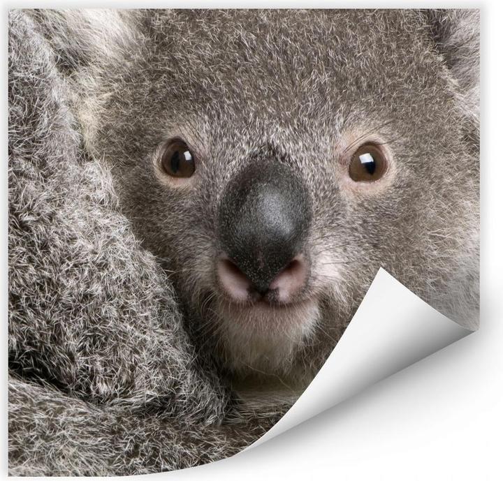 Actual product image Trenddeko Cuddly Koala (30 x 30 cm)