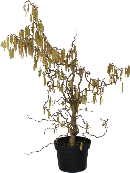 Actual product image Zulauf Corkscrew Hazel (80 cm)