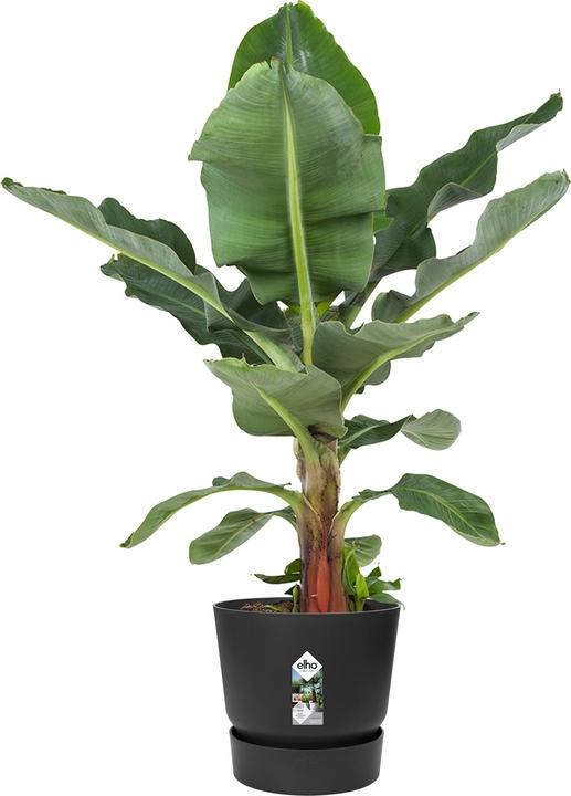 Immagine prodotto Elho Greenville (24.48 cm)