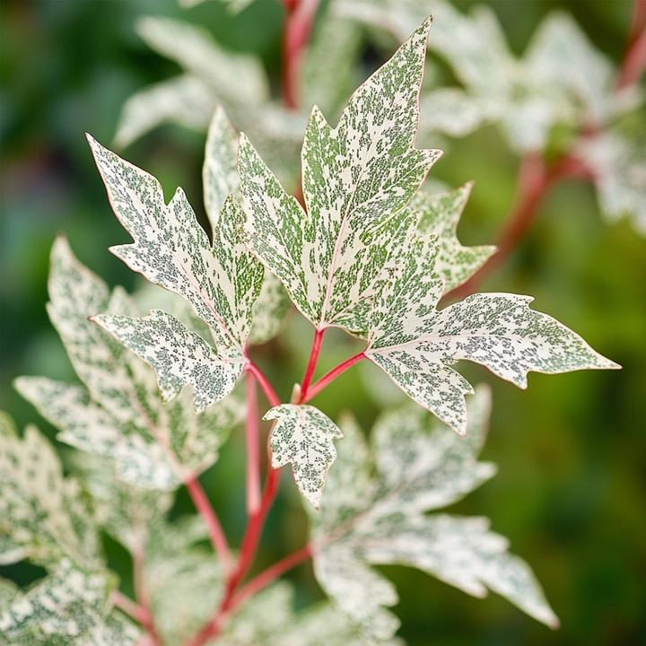 Produktbild Plant in a Box Acer palmatum 'Ukigumo' - Japanischer Ahorn (50 cm)
