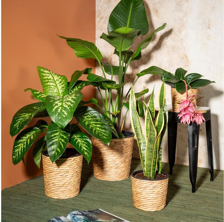 Actual product image Scheurich Water hyacinth 30, basket planter / basket planter / basket pot made of Water hyacinth Colour: (30 cm)