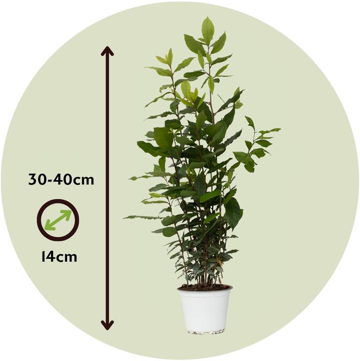 Produktbild Plant in a Box Laurus nobilis Laurus nobilis - Lorbeerstrauch (30 cm)