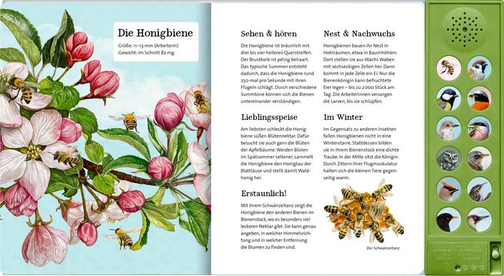 Produktbild Was singt und summt im Apfelbaum? (Deutsch, Holger Haag, Lars Baus, 2025)
