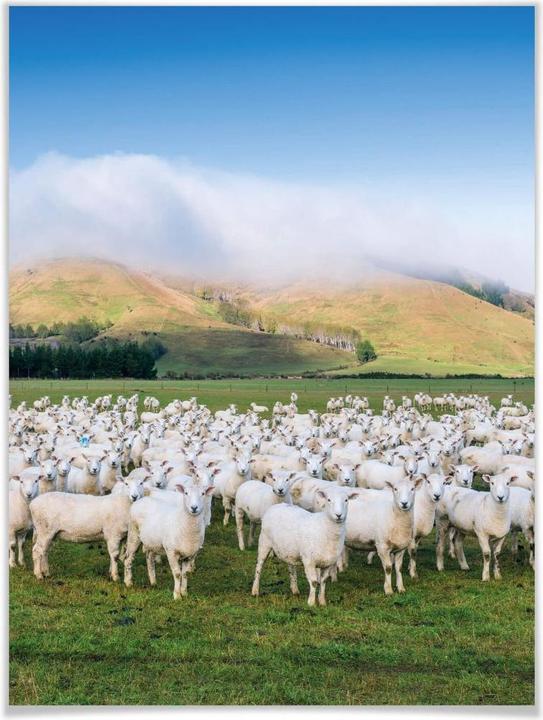 Produktbild Trenddeko Schafherde in Neuseeland (100 x 120 cm)