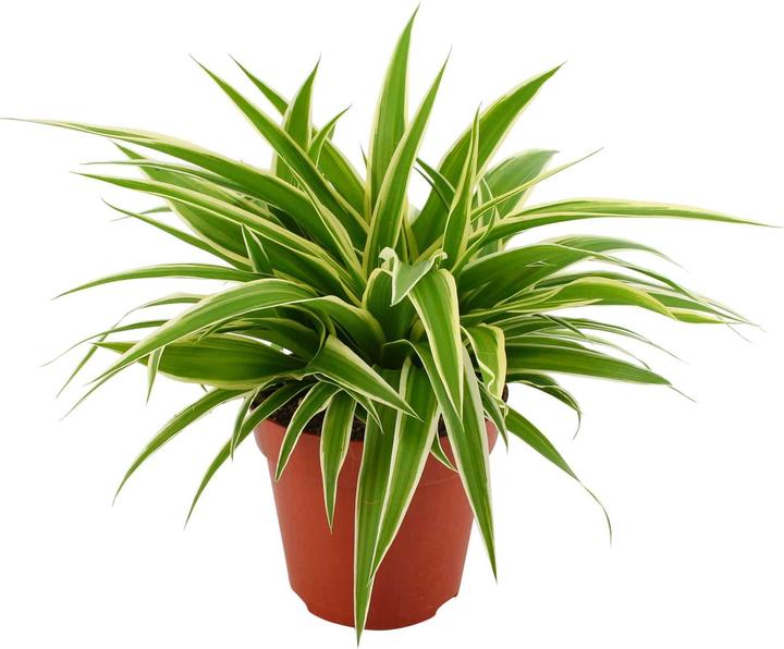 Plantlovers Chlorophytum Atlantic Ocean (Grünlilie) (25 cm, Frisch umgetopft)