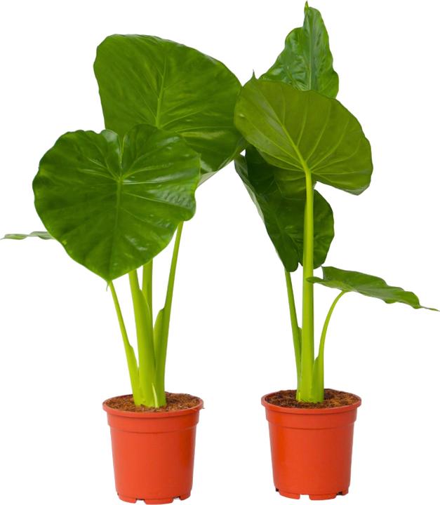 Image du produit Plant in a Box Alocasia Odora - Lot de 2 grandes oreilles d'éléphant (55 cm)