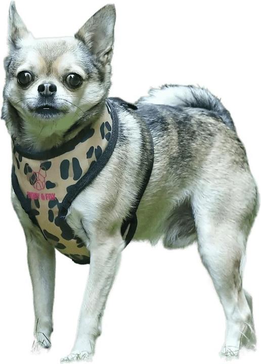 Immagine prodotto Digby & Fox Pettorina per cani con motivo leopardato (S, Cane, Generale)