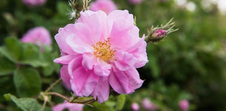 Actual product image Weleda Wild Rose (30 ml, Night cream)