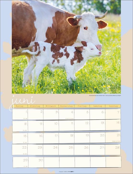 Produktbild Kuh Kalender 2026 (30 x 39 cm, Deutsch)