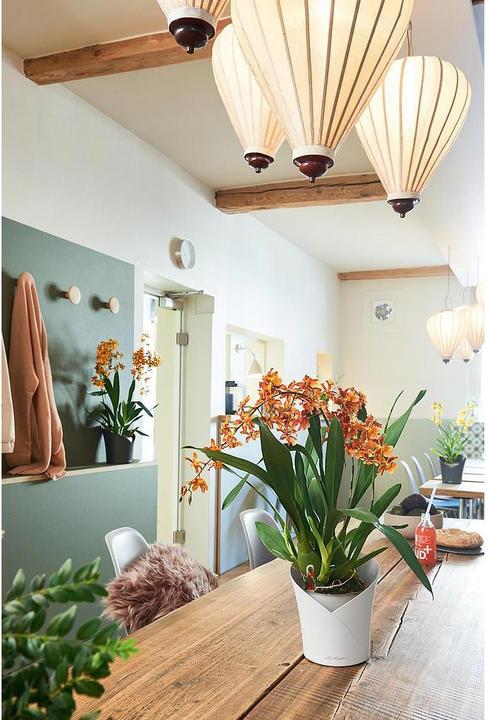 Image du produit Lechuza Orchidea (17.90 cm)