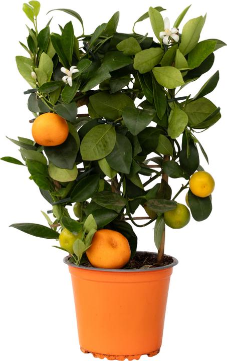 Produktbild Plant in a Box Citrus microcarpa Calamondin - (35 cm)