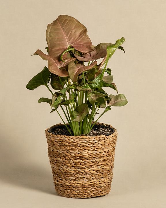 Produktbild feey Purpurtute 'Red Heart' (30 cm, Frisch umgetopft)