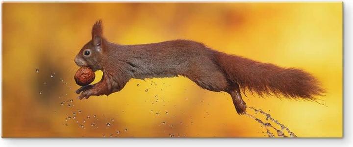 Produktbild Trenddeko van Duijn - Eichhörnchen im Sprung (100 x 40 cm)