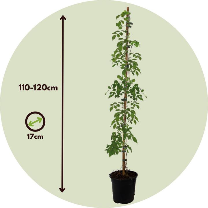 Produktbild Plant in a Box Campsis radicans - 2er-Set Trompetenkletterer (110 cm)