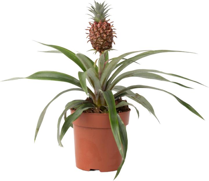 Image du produit Plant in a Box Ananas comosus 'Mi Amigo' (45 cm)