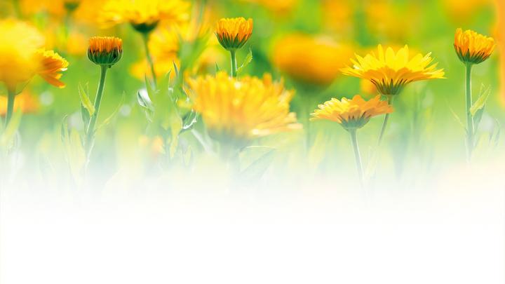 Immagine prodotto Weleda Olio per massaggi Calendula (100 ml)