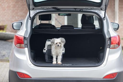 Actual product image Karlie Transport box Nomad Top Loader (Cat, Dog, Lockable)