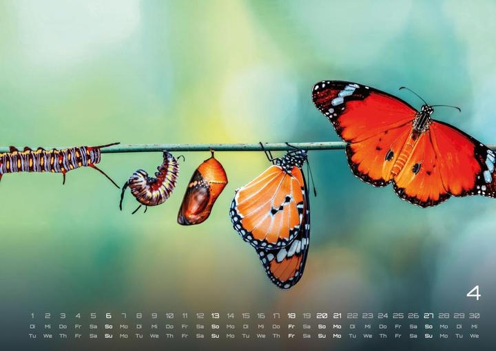 Produktbild Moments - wundervolle Momentaufnahmen - 2025 - Kalender DIN A2 (A2, Deutsch)