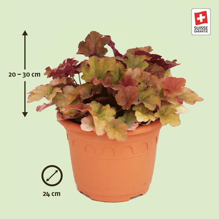 Produktbild Zulauf Heuchera 'Creme Brulee' / Purpurglöckchen 'Creme Brulee' (20 cm)