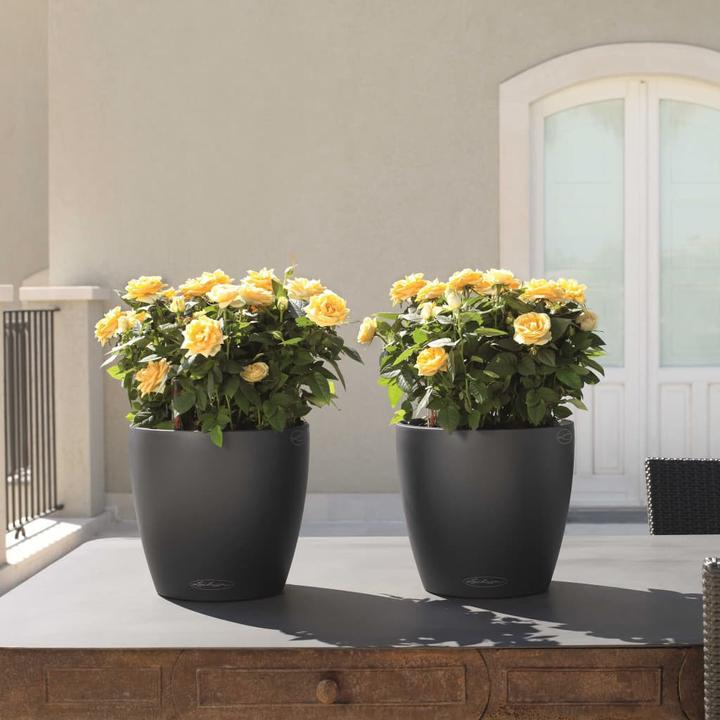 Immagine prodotto Lechuza Colore Classico (27.50 cm)