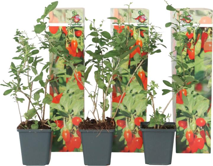 Image du produit Plant in a Box Lycium barbarum - 3er Set Goji Pflanzen (25 cm)